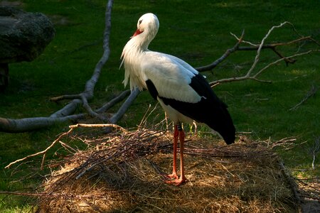 Bird rattle stork storchennest