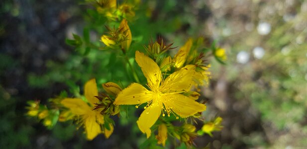 Yellow flower botany nature