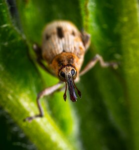Coleoptera weevil macro