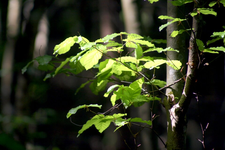 Nature trees green