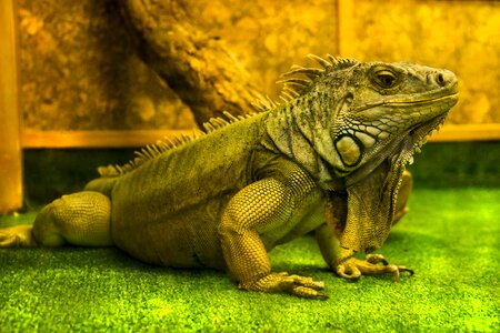 Nature dragon curious lizard