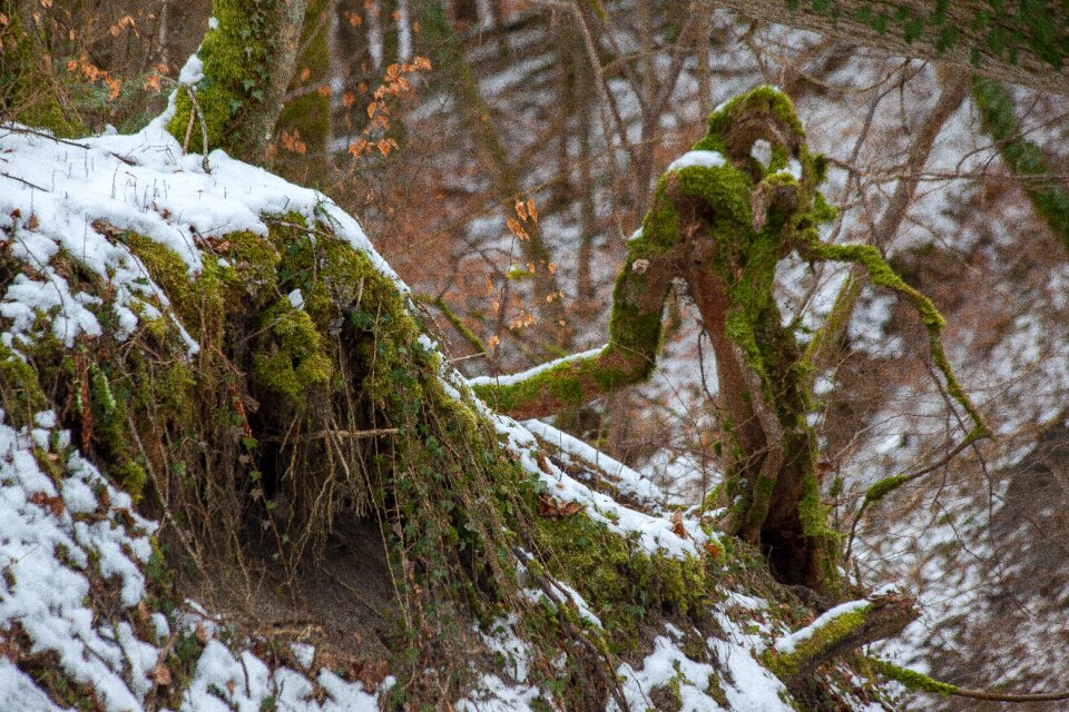 Horror fairy tales tree essence