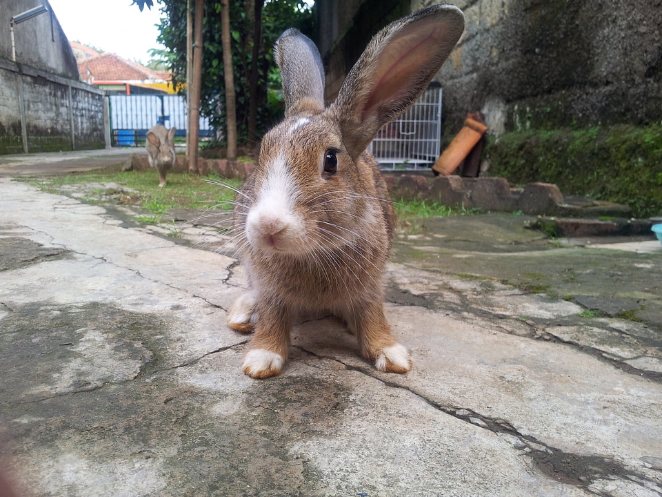 Bunny fluffy domestic