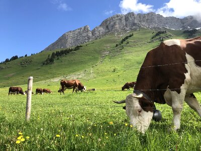 Livestock pasture grass photo