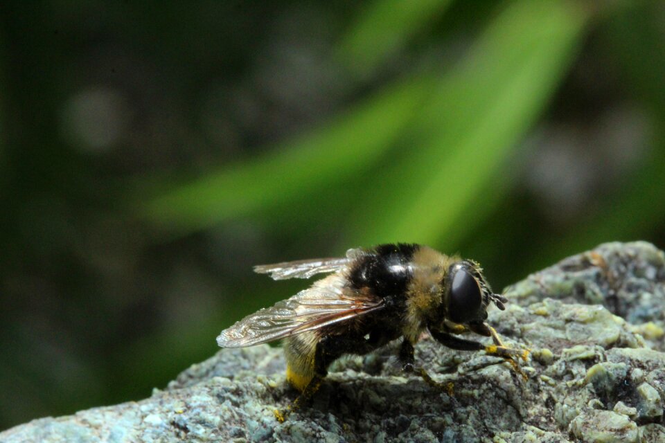 Close up macro nature photo