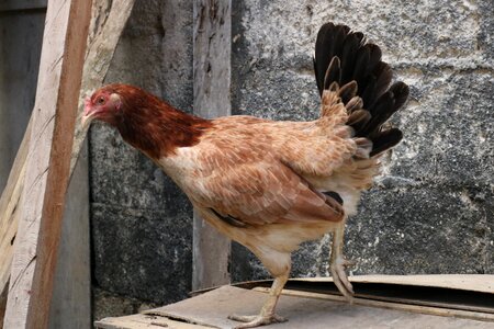 Poultry farm domestic photo