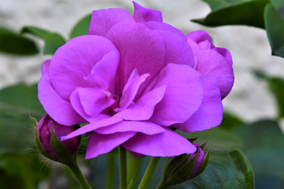 Garden petals pink flower