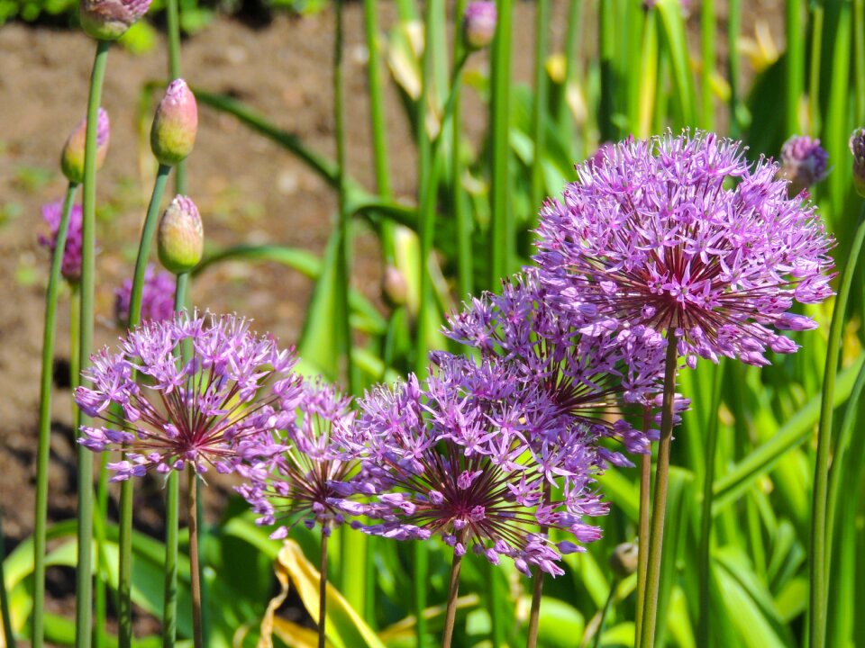 Floral spring bloom