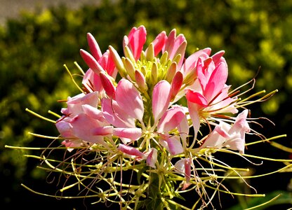 Individual flowers fully flowers petals
