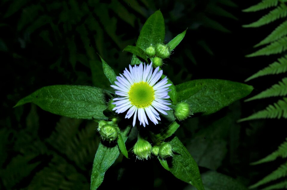 White daisy margaret wild wild flower