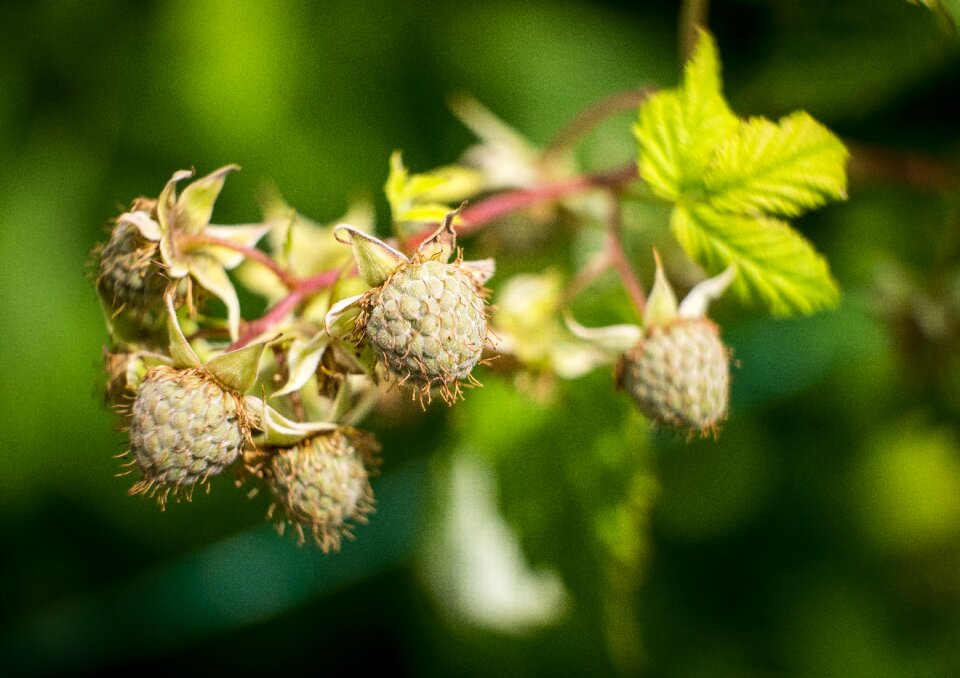 Immature grow green