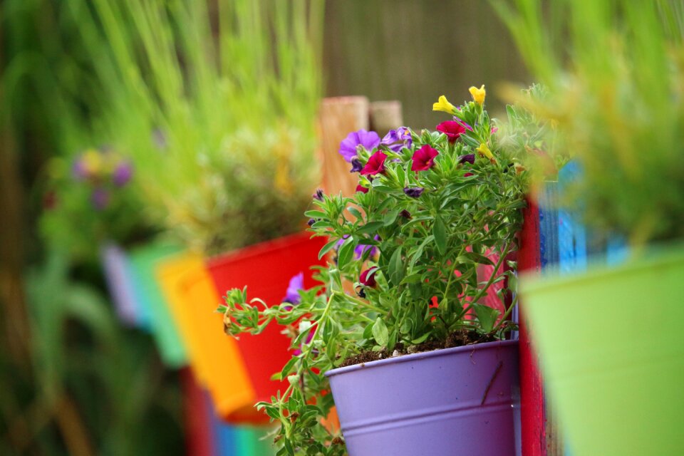 Colorful rainbow blossom