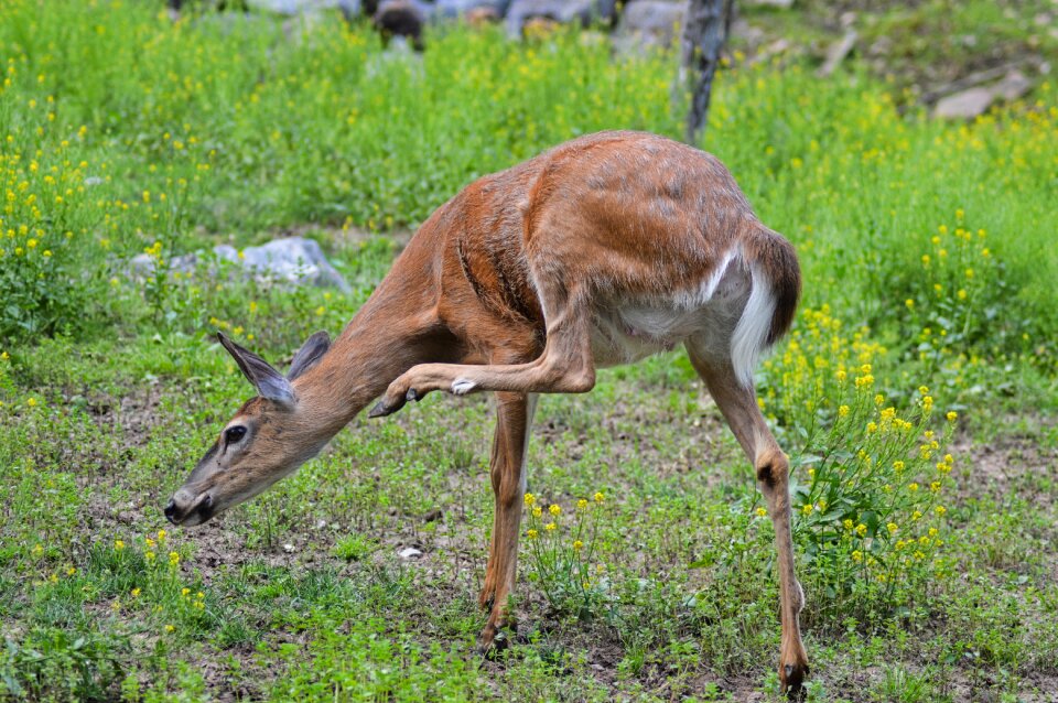 Wildlife animal mammal