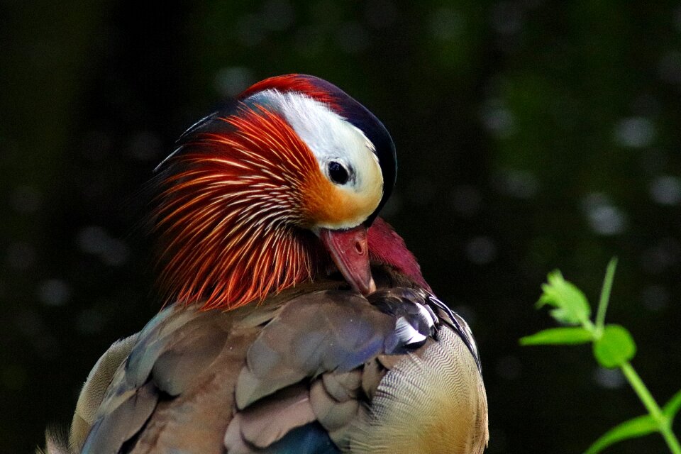 Water bird nature zoo