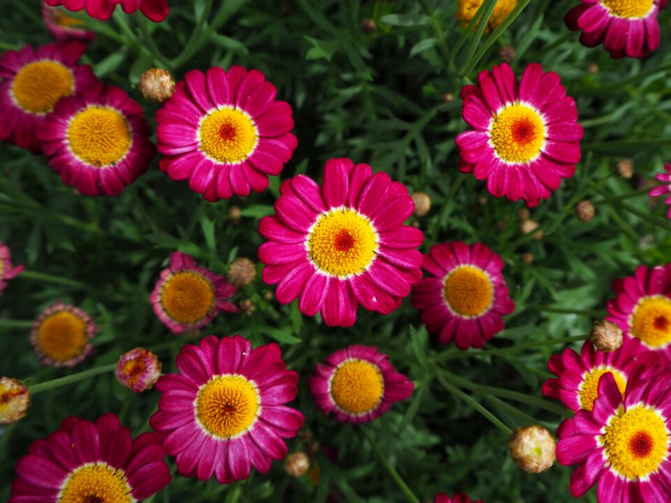 Foliage chrysanthemum red