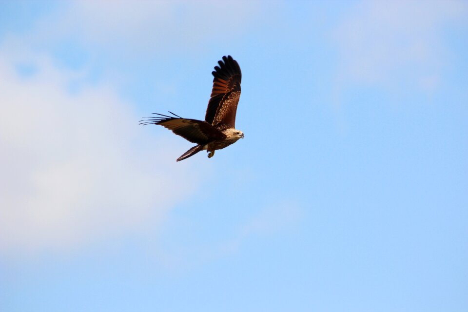 Outdoor flying blue
