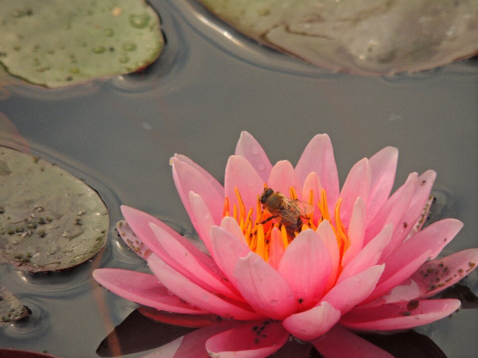 Water water flower pink