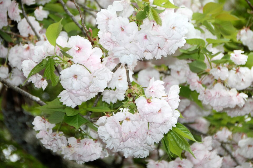 Sakura beautiful