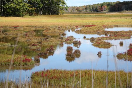 Maine marsh