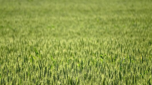 Nature wheat ripens crops photo