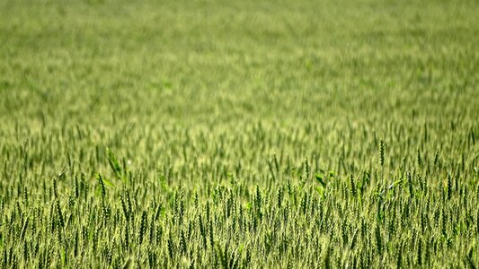 Nature wheat ripens crops