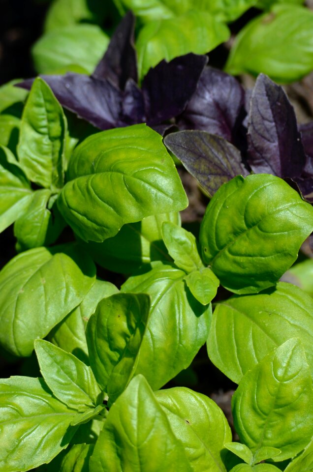 Green mediterranean vegetarian