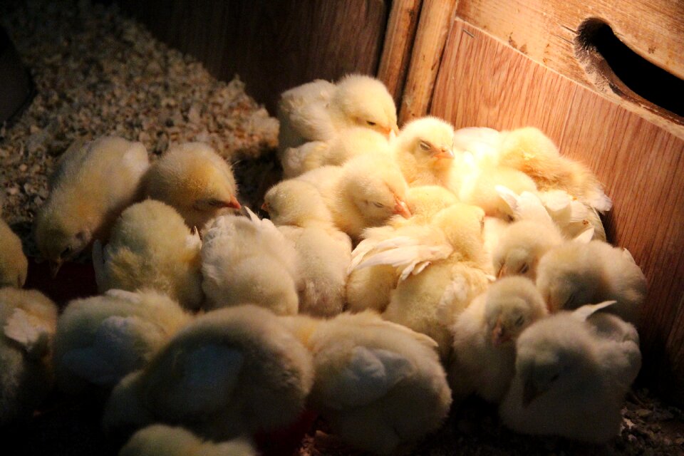 Poultry living nature chicks photo