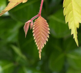 Life nature plants