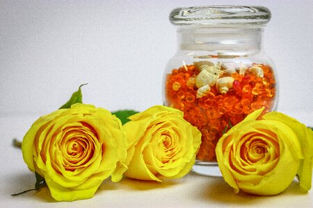 Oil roses yellow photo