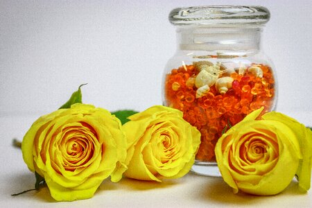 Oil roses yellow