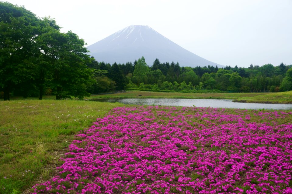 Pink flowers lake flowers