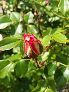 Summer macro pink roses photo