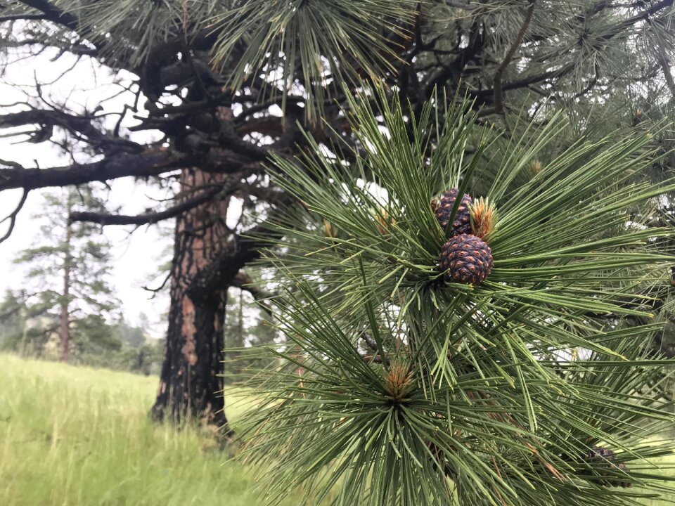 Hell's canyon pine
