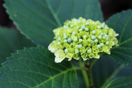 Bud green