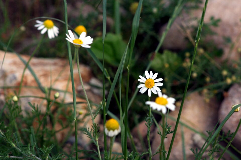 Stones nature white