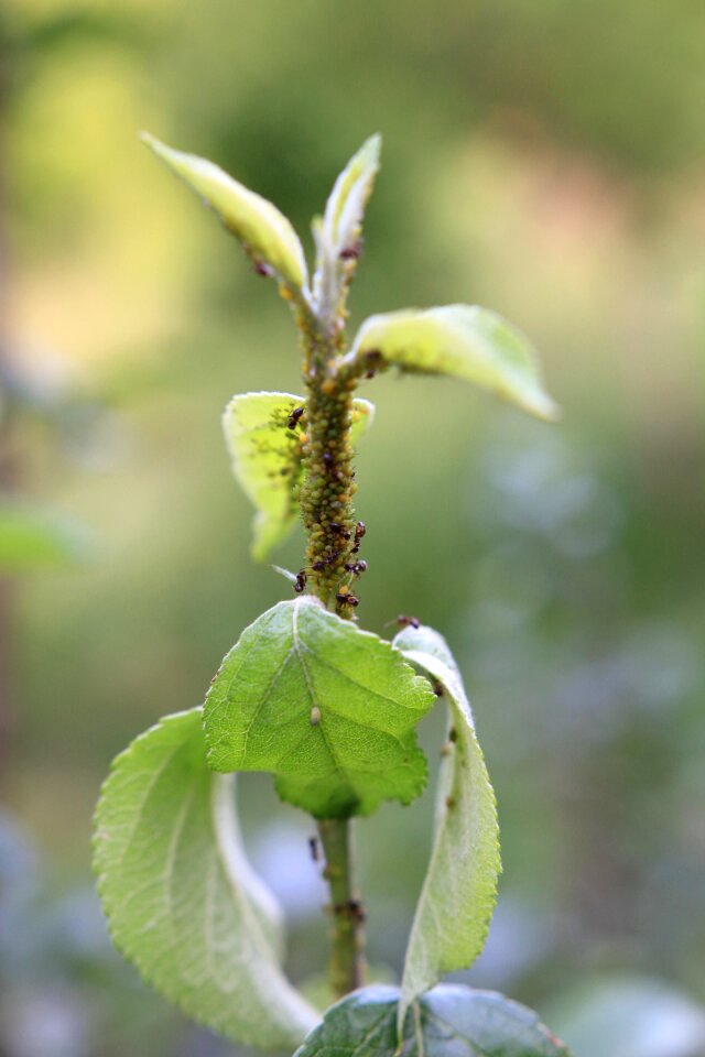 Insects plant garden