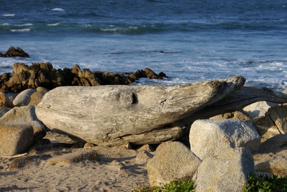California fish ocean