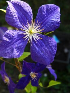 Blue flower plant nature