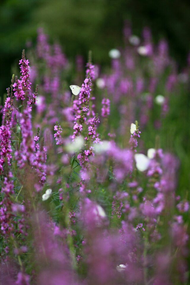 Wildflower behold forest