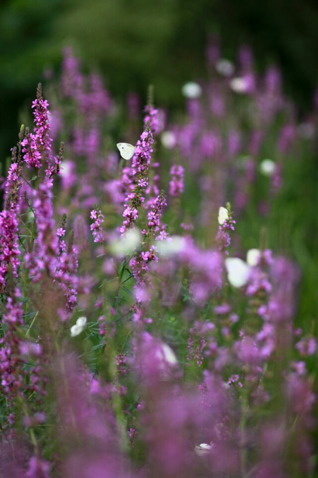 Wildflower behold forest photo