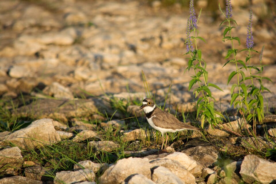 Bird charadriiformes charadriidae
