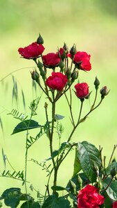 Garden nature love