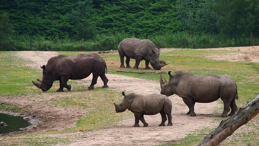 Big game rhinoceros rhino baby