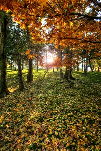 Sunlight holding the leaves are