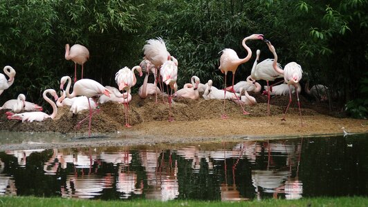 Bird nature pink flamingo photo