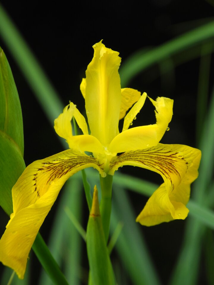 Aquatic plant yellow flower plant