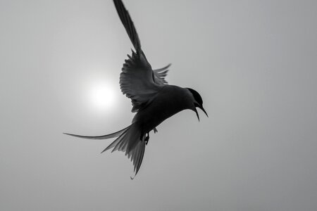 Beak feather sky