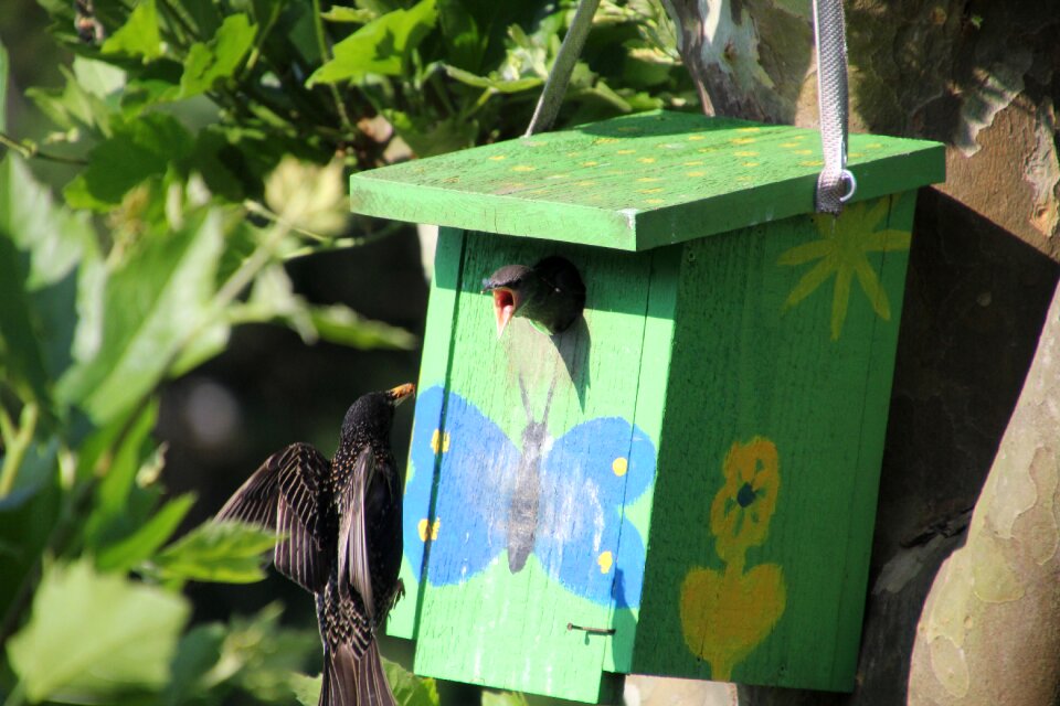 Animal world bird star