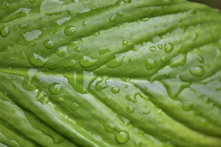 Drop of water green morning dew photo