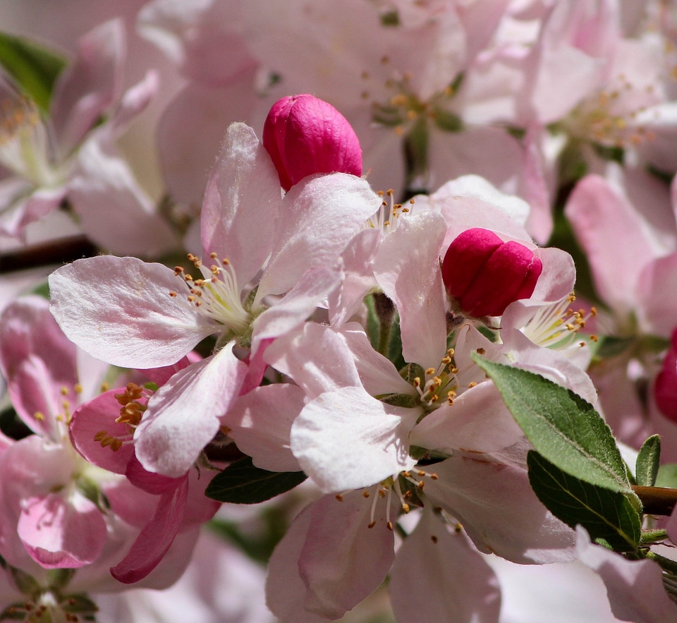 Floral plants natural
